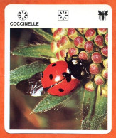 COCCINELLE  Animaux Insectes Animal Insecte Fiche Illustree Documentée - Tiere