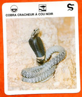 COBRA CRACHEUR A COU NOIR Reptiles Animal Serpent Fiche Illustree Documentée - Tiere
