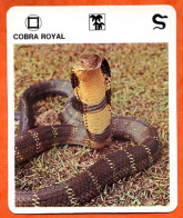 COBRA ROYAL  Reptiles Animal Serpent Fiche Illustree Documentée - Tiere
