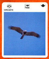 CIRCAETE  Animaux  Oiseaux Animal  Oiseau Fiche Illustree Documentée - Tiere