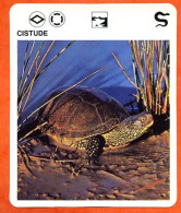 CISTUDE  Reptiles Animal  Tortue Fiche Illustree Documentée - Tiere