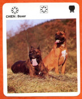 CHIEN BOXER  Animaux  Animal Chiens Dog Hund Fiche Illustree Documentée - Tiere