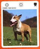 CHIEN BULL TERRIER   Animaux  Animal Chiens Dog Hund Fiche Illustree Documentée - Tiere