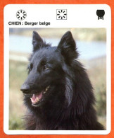 CHIEN BERGER BELGE Animaux  Animal Chiens Dog Hund Fiche Illustree Documentée - Tiere