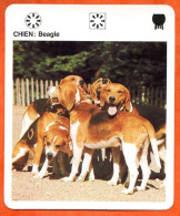CHIEN BEAGLE  Animaux  Animal Chiens Dog Hund Fiche Illustree Documentée - Tiere