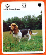 CHIEN BASSET HOUND  Animaux  Animal Chiens Dog Hund Fiche Illustree Documentée - Tiere