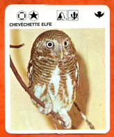 CHEVECHETTE ELFE Chouette  Animaux  Oiseaux Animal  Oiseau Fiche Illustree Documentée - Tiere
