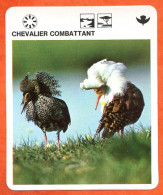 CHEVALIER COMBATTANT  Animaux  Oiseaux Animal  Oiseau Fiche Illustree Documentée - Tiere