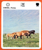 CHEVAL PONEY Chevaux Animaux  Animal Fiche Illustree Documentée - Tiere