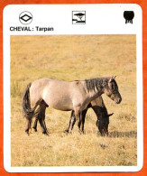 CHEVAL TARPAN  Chevaux Animaux  Animal Fiche Illustree Documentée - Tiere