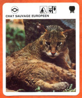 CHAT  SAUVAGE EUROPEEN  Animaux  Animal Chats Fiche Illustree Documentée - Tiere