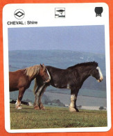 CHEVAL SHIRE  Chevaux Animaux  Animal Fiche Illustree Documentée - Tiere