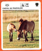 CHEVAL DE PRJEVALSKI Chevaux Animaux  Animal Fiche Illustree Documentée - Tiere