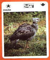 CHAUNA   Animaux  Oiseaux Animal  Oiseau Fiche Illustree Documentée - Tiere