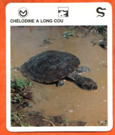 CHELODINE A LONG COU  Reptiles Animal  Tortue Fiche Illustree Documentée - Tiere