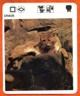 CHAUS  Animaux  Animal Fiche Illustree Documentée - Tiere