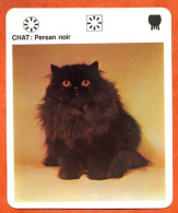 CHAT PERSAN NOIR  Animaux  Animal Chats Fiche Illustree Documentée - Tiere