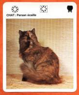 CHAT PERSAN ECAILLE  Animaux  Animal Chats Fiche Illustree Documentée - Tiere
