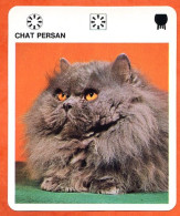 CHAT PERSAN Animaux  Animal Chats Fiche Illustree Documentée - Tiere
