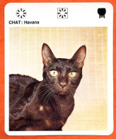 CHAT HAVANA  Animaux  Animal Chats Fiche Illustree Documentée - Tiere