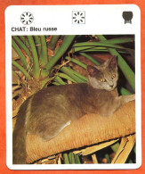 CHAT BLEU RUSSE  Animaux  Animal Chats Fiche Illustree Documentée - Tiere