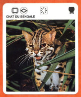 CHAT DU BENGALE   Animaux  Animal Chats Fiche Illustree Documentée - Tiere