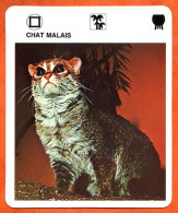 CHAT MALAIS Animaux  Animal Chats Fiche Illustree Documentée - Tiere