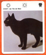 CHAT DE L ILE DE MAN  Animaux  Animal Chats Fiche Illustree Documentée - Tiere