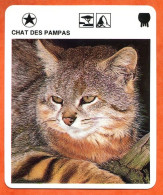 CHAT DES PAMPAS Animaux  Animal Chats Fiche Illustree Documentée - Tiere