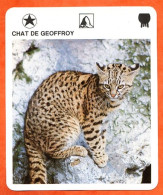 CHAT  DE GEOFFROY Animaux  Animal Chats Fiche Illustree Documentée - Tiere