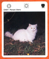 CHAT PERSAN BLANC Animaux  Animal Chats Fiche Illustree Documentée - Tiere