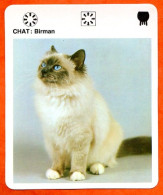 CHAT BIRMAN  Animaux  Animal Chats Fiche Illustree Documentée - Tiere