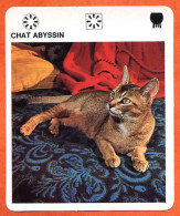 CHAT ABYSSIN Animaux  Animal Chats Fiche Illustree Documentée - Tiere