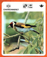 CHARDONNERET  Animaux  Oiseaux Animal  Oiseau Fiche Illustree Documentée - Tiere