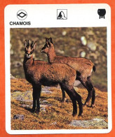 CHAMOIS  Animaux  Animal  Fiche Illustree Documentée - Tiere