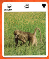 CHACMA  Animaux  Animal  Singes Singe Fiche Illustree Documentée - Tiere