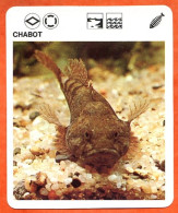 CHABOT  Animaux  Poissons  Animal  Poisson Fiche Illustree Documentée - Tiere