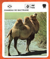 CHAMEAU DE BACTRIANE  Animaux  Animal  Fiche Illustree Documentée - Tiere