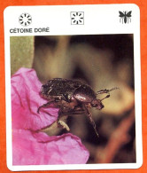 CETOINE DORE  Animaux Insectes Animal Insecte Fiche Illustree Documentée - Tiere