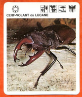 CERF VOLANT OU LUCANE  Animaux Insectes Animal Insecte Fiche Illustree Documentée - Tiere