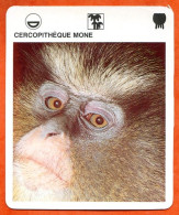 CERCOPITHEQUE MONE Animaux  Animal  Singes Singe Fiche Illustree Documentée - Tiere