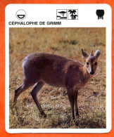 CEPHALOPHE DE GRIMM  Animaux  Animal  Fiche Illustree Documentée - Tiere