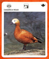 CASARCA ROUX  Animaux  Oiseaux Animal  Oiseau Fiche Illustree Documentée - Tiere