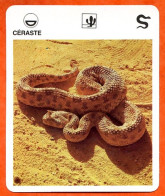 CERASTE  Reptiles Animal Serpent Fiche Illustree Documentée - Tiere