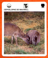CEPHALOPHE DE MAXWELL  Animaux  Animal  Fiche Illustree Documentée - Tiere