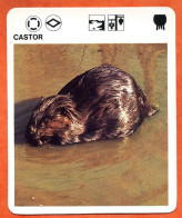 CASTOR  Animaux  Animal  Fiche Illustree Documentée - Tiere