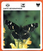 CARTE GEOGRAPHIQUE  Animaux Insectes Papillon Animal Insecte Fiche Illustree Documentée - Tiere