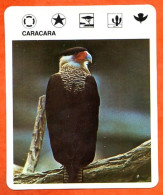 CARACARA  Animaux  Oiseaux Animal  Oiseau Fiche Illustree Documentée - Tiere