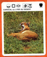 CARACAL OU LYNX DU DESERT  Animaux  Animal Fiche Illustree Documentée - Tiere