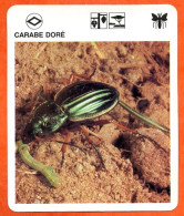 CARABE DORE  Animaux Insectes Animal Insecte Fiche Illustree Documentée - Tiere